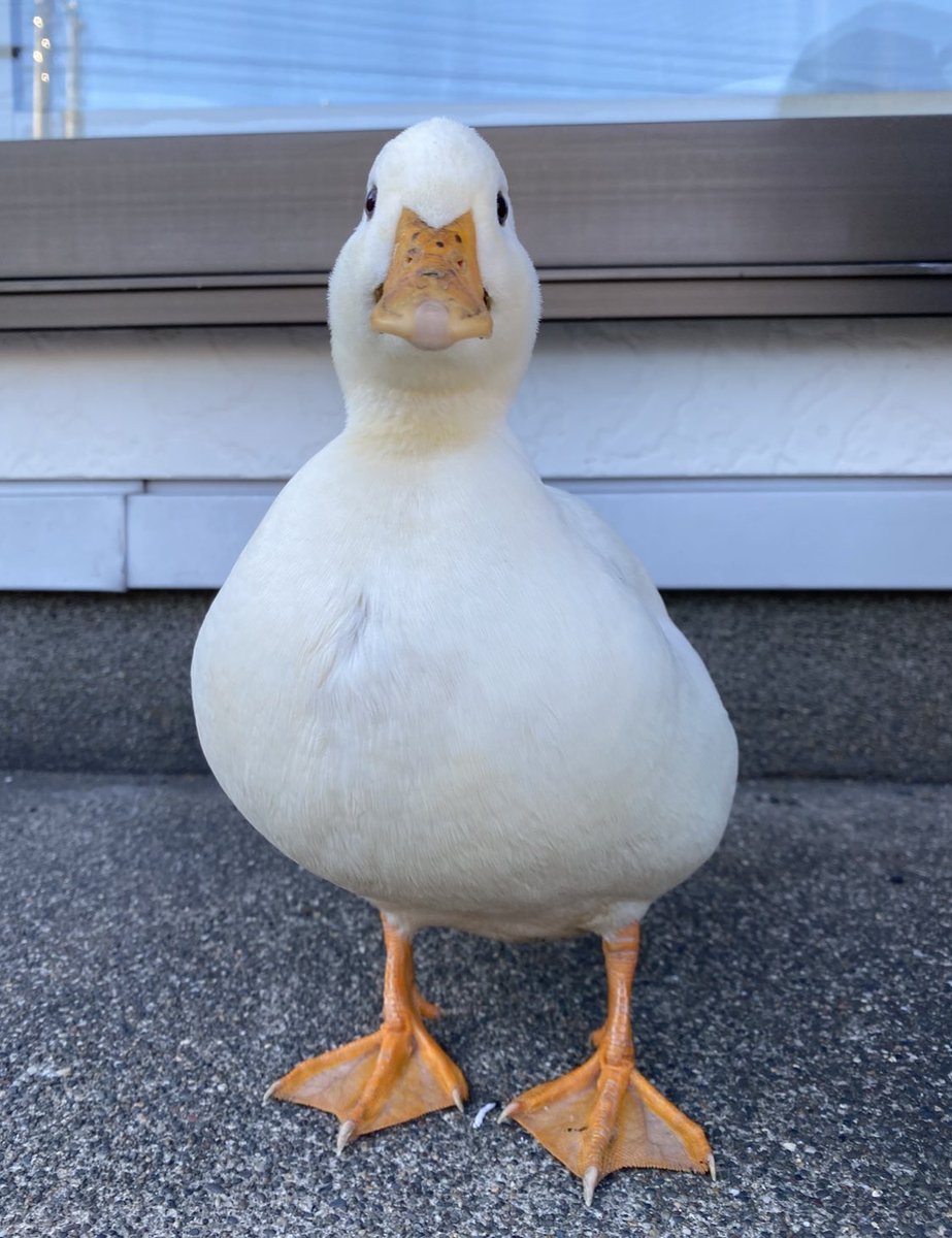 北のぴーちゃんfarm tweet media