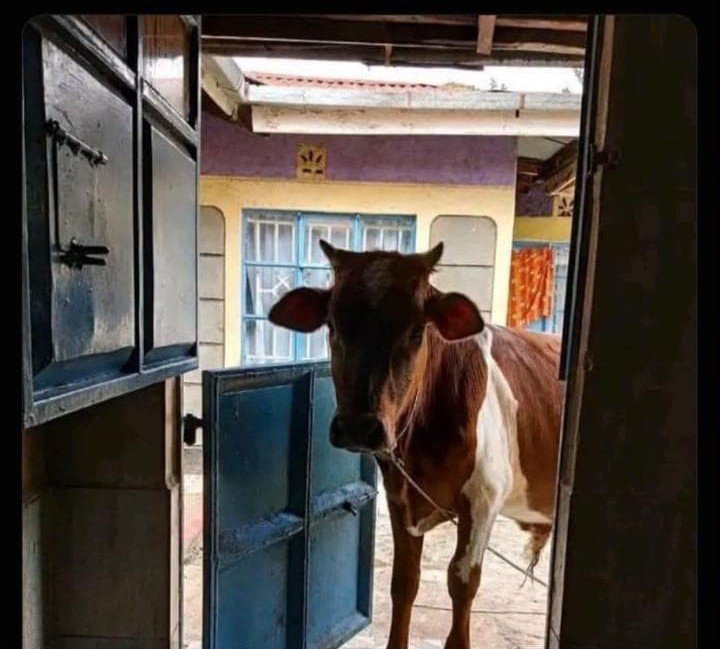 tweetbyBeryl's tweet photo. Naitana huku nje unadhani niko jokes, kuna mtu ashanikamua.😅 https://t.co/zcoOVll9nq