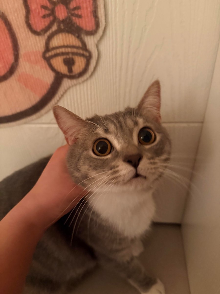 nocontextscats's tweet photo. https://t.co/9v8PcqC71X