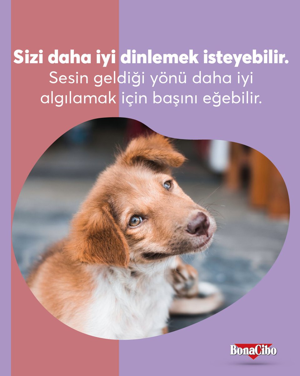 BONACIBO's tweet photo. #Köpeğinizin başını yana eğmesi sadece sevimli bir hareket olmayabilir! 🐶🐶

🐾Bu davranış; sizi daha iyi dinlemeye çalıştığını, yüz ifadelerinizi dikkatle incelediğini veya bildiği kelimeleri anlamaya çalıştığını gösterebilir.💫 https://t.co/yBSzKDAkPp