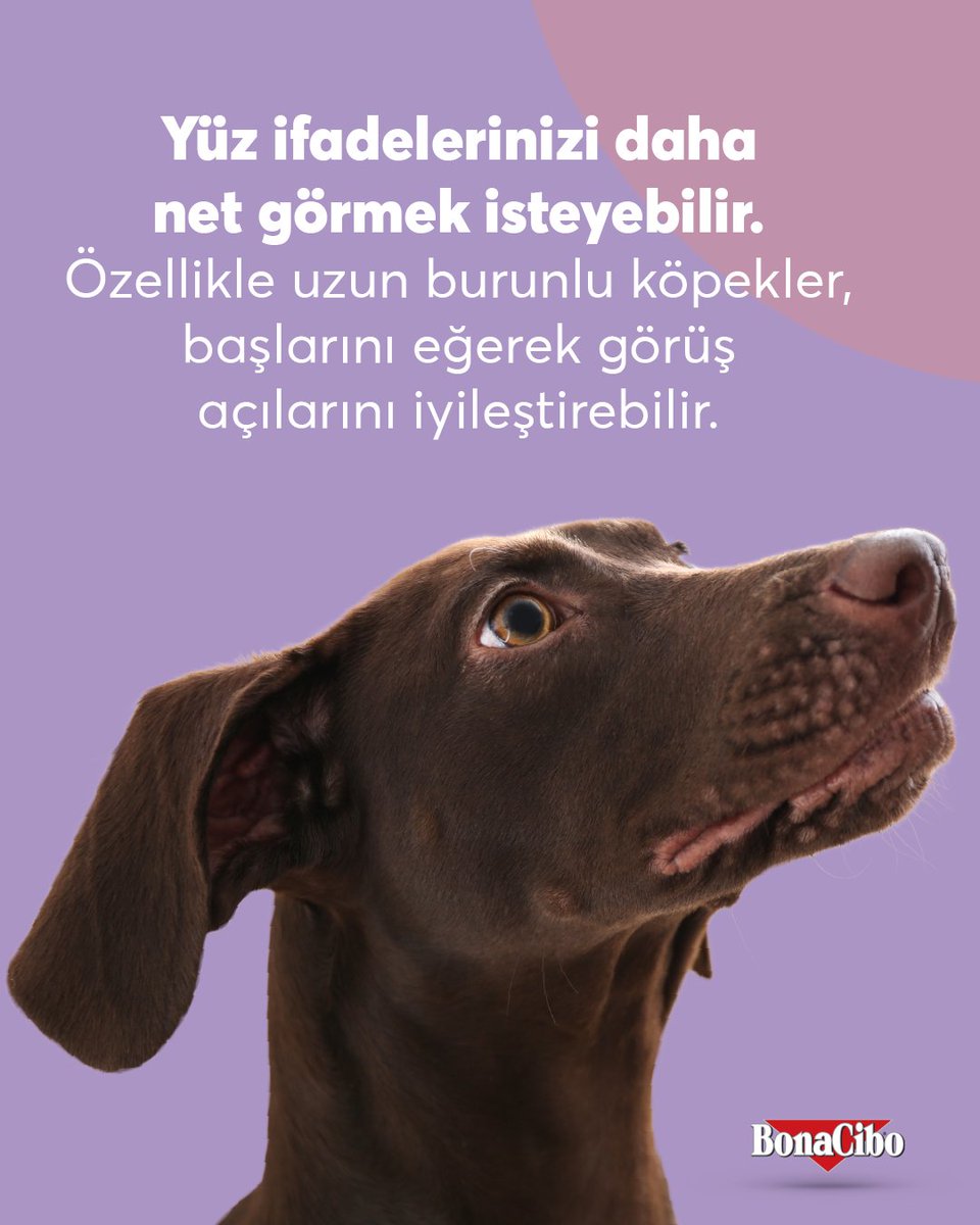BONACIBO's tweet photo. #Köpeğinizin başını yana eğmesi sadece sevimli bir hareket olmayabilir! 🐶🐶

🐾Bu davranış; sizi daha iyi dinlemeye çalıştığını, yüz ifadelerinizi dikkatle incelediğini veya bildiği kelimeleri anlamaya çalıştığını gösterebilir.💫 https://t.co/yBSzKDAkPp
