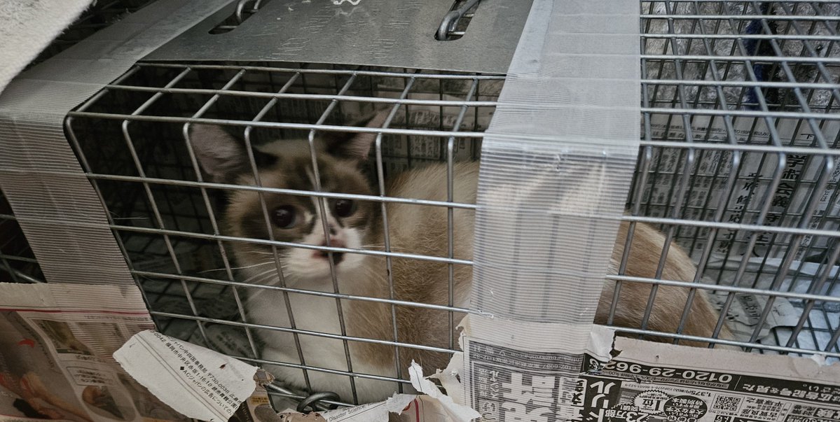 P5Ylle6okT1636's tweet photo. 真岡市でTNRを頑張って蛇口を閉めないと、子猫が多すぎて助けられない子ばかりです… https://t.co/APop1TtMnI