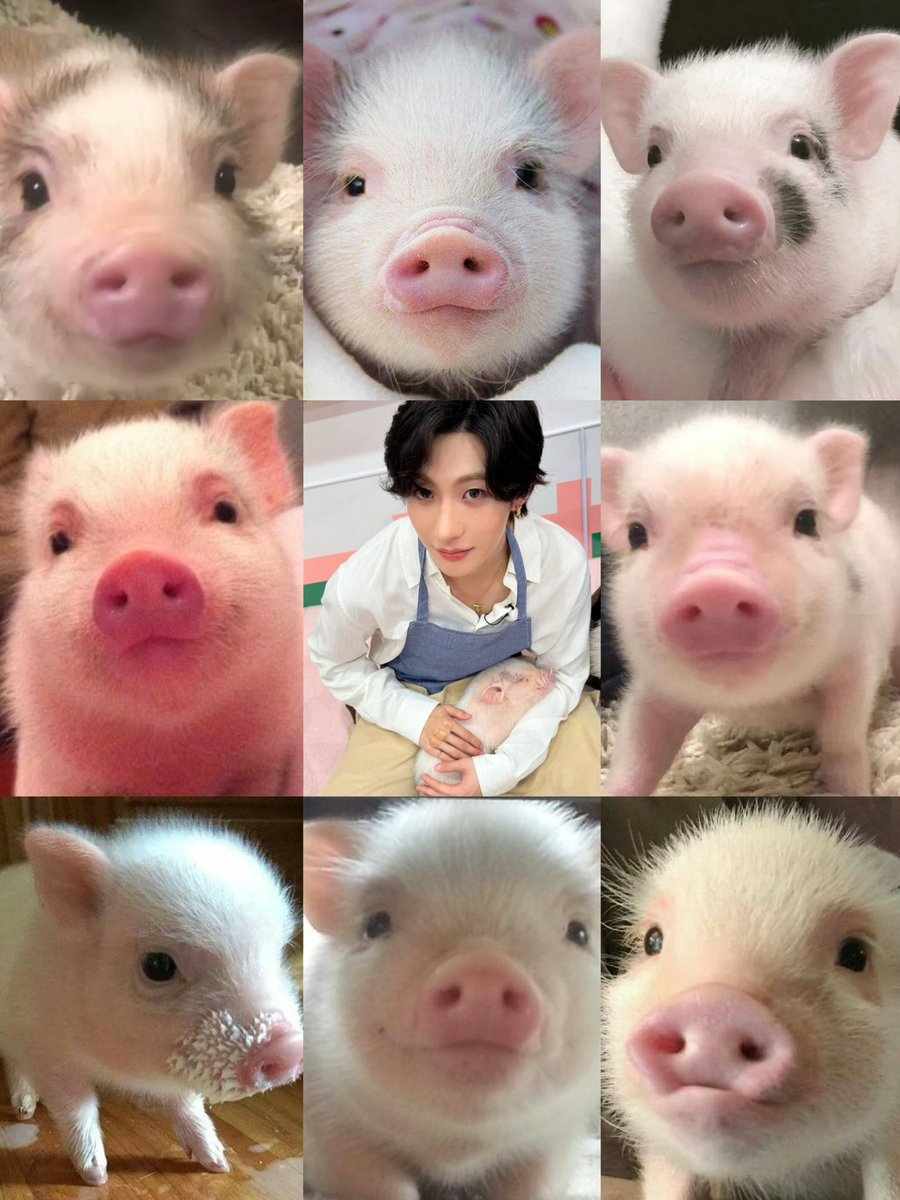 peachxrd's tweet photo. วันนิ้คิวหมู้วตุวไหน . . .จะได้นอนตักพี่แอนน้าา🐖🐽💤😴 https://t.co/URRFALzxuc