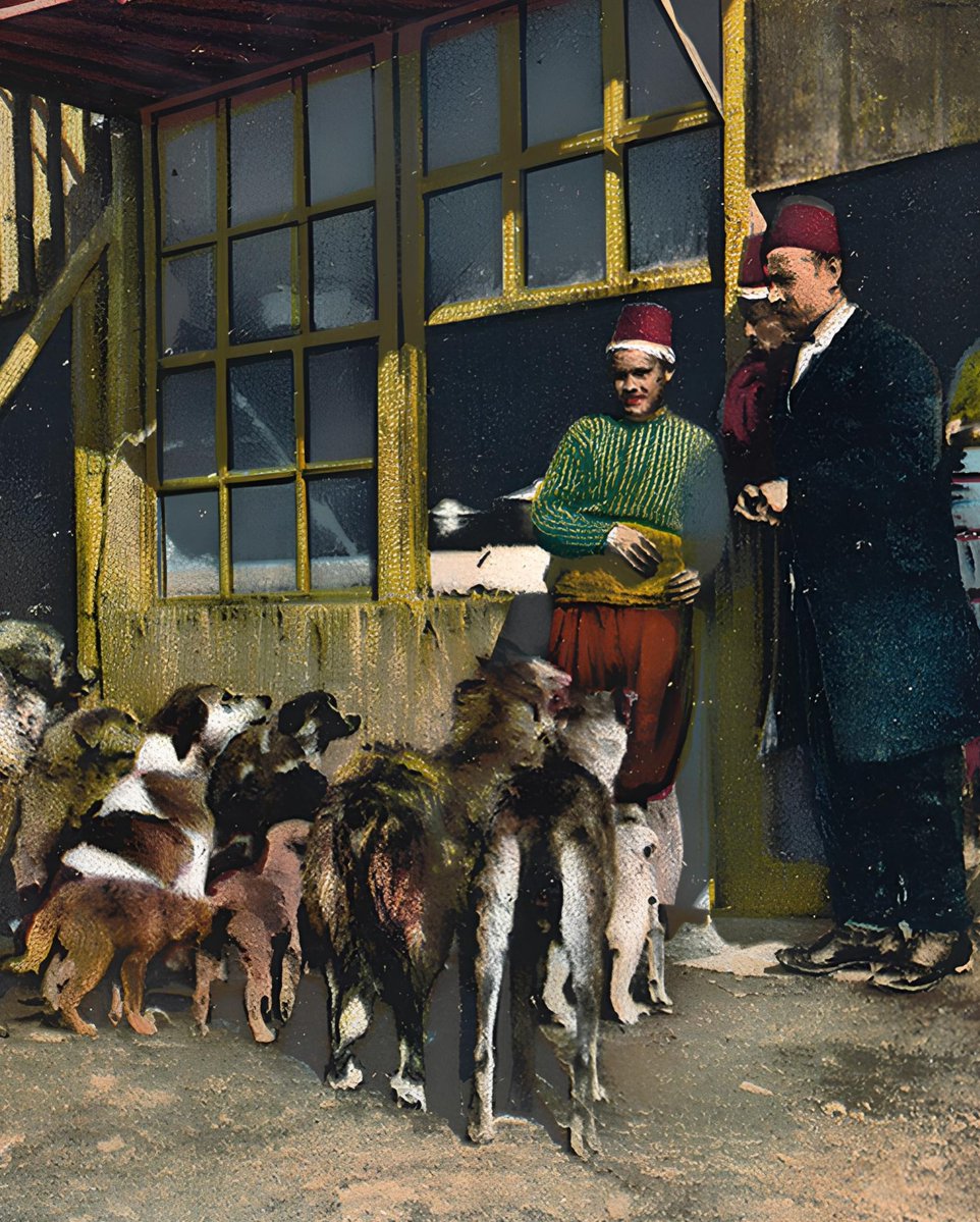 tepki_tr's tweet photo. Osmanlı'da sokak hayvanlarını sakatatla besleyen "mancacılar", vatandaşlardan aldıkları ücretle kedi ve köpekleri doyurarak dönemin en kutsal mesleklerinden birini icra ediyordu. https://t.co/zpodS9pr5a