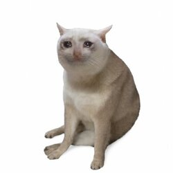 0xHood_'s tweet photo. $CASHCAT is in huge correction from $200M to $35M

@cashcat_token will be always the face of Robinhood

Max bidding here. $1B is programmed https://t.co/c1EydVzehj