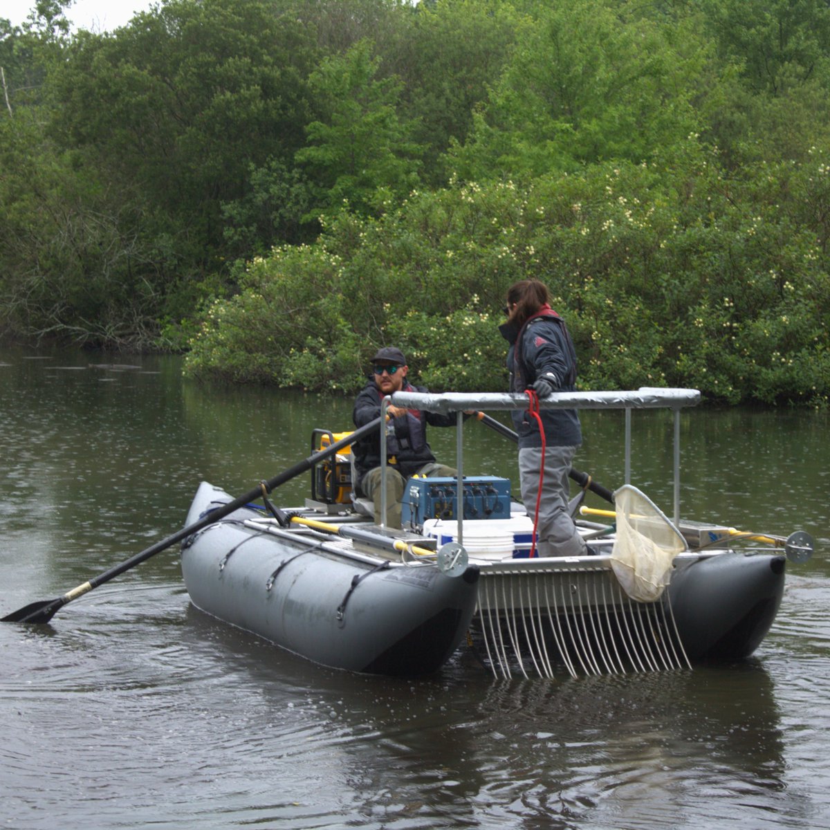 EPARegion1's tweet photo. โก๏ธ Earlier this month, #EPANewEnglandโs Ecological Monitoring Team conducted electrofishing at the @RWPzoo Pond, collecting target fish species for Passive Integrated Transponder (PIT) tagging by @RIAudubon and @TNC_RI.
๐ค Through this effort, EPA is advancing #CleanWaterAct goals by strengthening @RhodeIslandDEM's stormwater management program alongside state and project partners.
