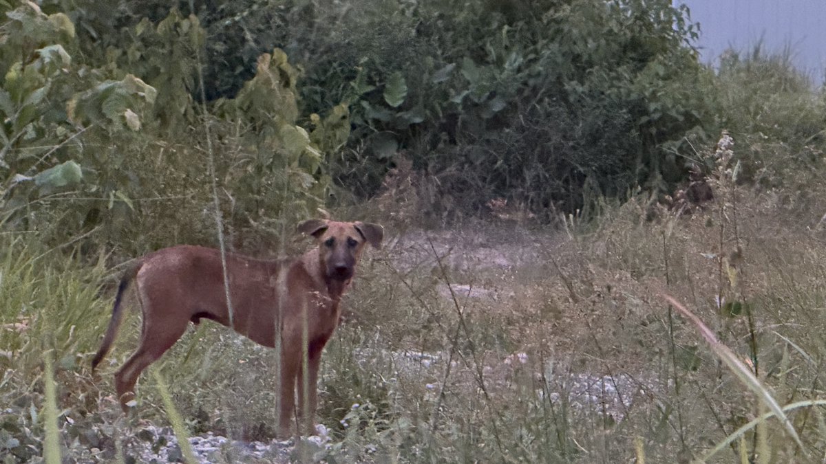 Southern_X777's tweet photo. 毎晩19時に２箇所で野犬への餌やりをしている。2023年5月からだからもう3年以上。出張で不在にしている時以外は1日も欠かしたことがない。慣れさせて保護して懇意にしているドッグ・シェルターへ送る。家庭犬として巣立っていった子も多い。ドッグシェルターも無料ではない。預けるごとに一時金ではあるが3500リンギット（12万円）。犬は10年以上生きる。里親が見つからなければ、世話する費用はシェルター負担となる。運営には多額の費用がかかる。儲けを目的とせず、誠実な運営をしていることを見ているから躊躇なく支払ってきた。母親からは「チャリティ貧乏」と笑われている。
数人の仲間と共同ではあるが、もう30頭ほどを保護した。餌やり場所を特定されると保健所が狙ってくるので、かつてのように写真はUPしないが、この夕陽の綺麗な空き地もそのひとつ。我が家の３匹もこうして路上で保護した子たちである。今、私が餌やりしているのは8-10頭。シンガポールに引っ越す年末までに、なんとか保護してシェルターに送りたい。
日中雨が降っても、餌やりの時間になると上がる。それだけで神様に感謝して、炊いたご飯にドッグフードを混ぜた大型トレーと飲み水を車に積んで出かける。吠えもせずおとなしく到着を待っていてくれる犬たちと、この夕陽が最高のご褒美である。