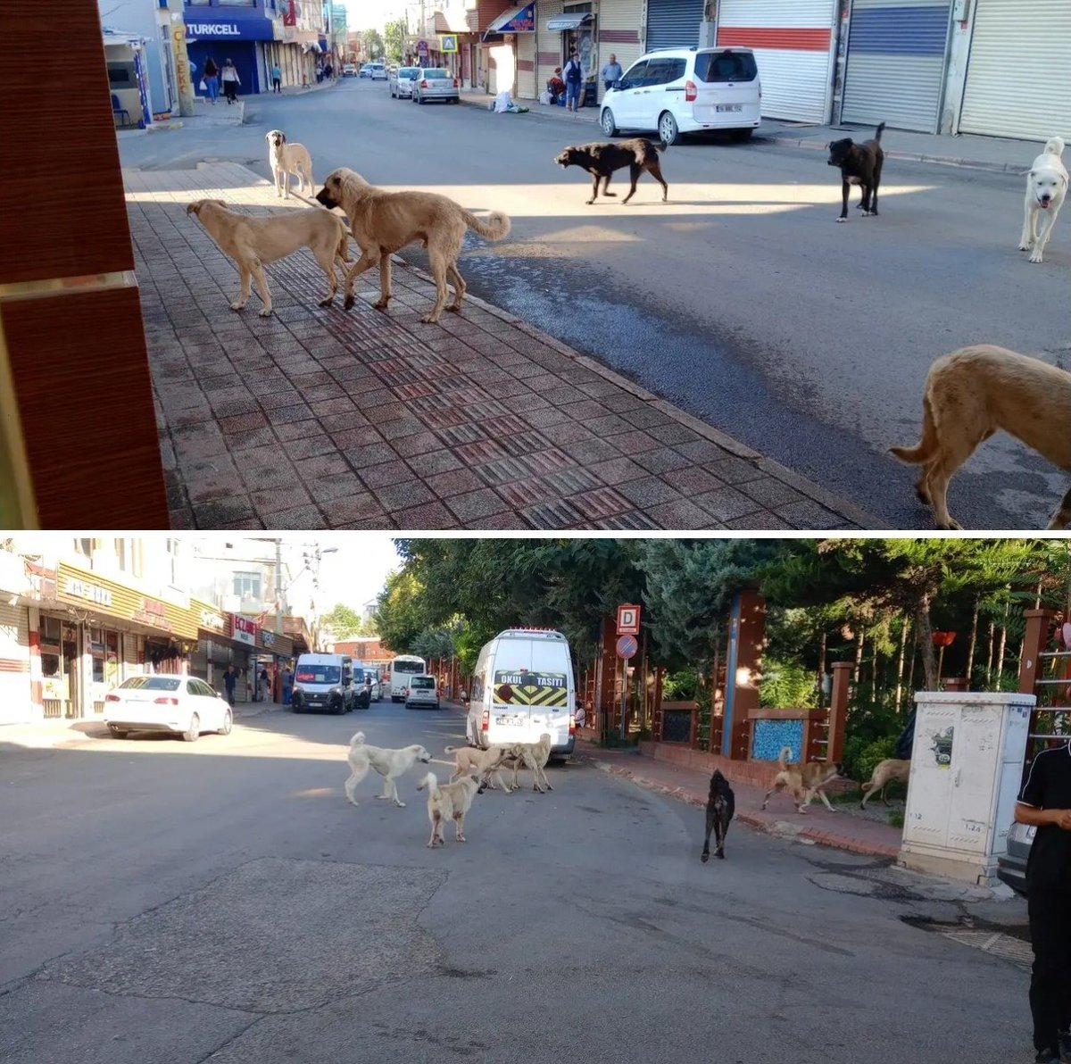 GusoderX's tweet photo. 🔴 | Geçen yıl 17 yaşındaki Hasan'ın köpek saldırısı sonucu kuduzdan öldüğü Diyarbakır Ergani'de değişen birşey yok.

Onlarca başıboş köpek sokaklarda yeni kurbanlarını arıyor!

@Ergani_Bel I @dbakirvalilik I @mustafaciftcitr https://t.co/kXDVCIvdQp