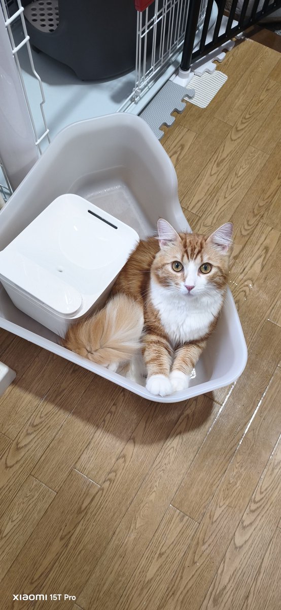 Ocean_MI_sub's tweet photo. 親しい人にしか
伝えてこなかった事

5月にお迎えした三男🐱の名前
ノコルと言います

ノルウェージャンだから、ノル
↓
あ、生後11ヶ月まで残ってた
しかも、血の繋がりはない三男

#VIVANT のニノが脳裏…
ノコルと名付けました

今日もノコルは元気❤
#ノルウェージャンフォレストキャット https://t.co/mpKPTBC4KF