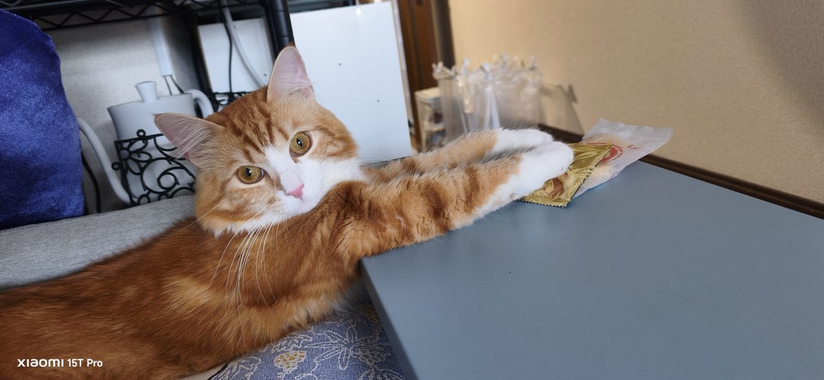 Ocean_MI_sub's tweet photo. 親しい人にしか
伝えてこなかった事

5月にお迎えした三男🐱の名前
ノコルと言います

ノルウェージャンだから、ノル
↓
あ、生後11ヶ月まで残ってた
しかも、血の繋がりはない三男

#VIVANT のニノが脳裏…
ノコルと名付けました

今日もノコルは元気❤
#ノルウェージャンフォレストキャット https://t.co/mpKPTBC4KF