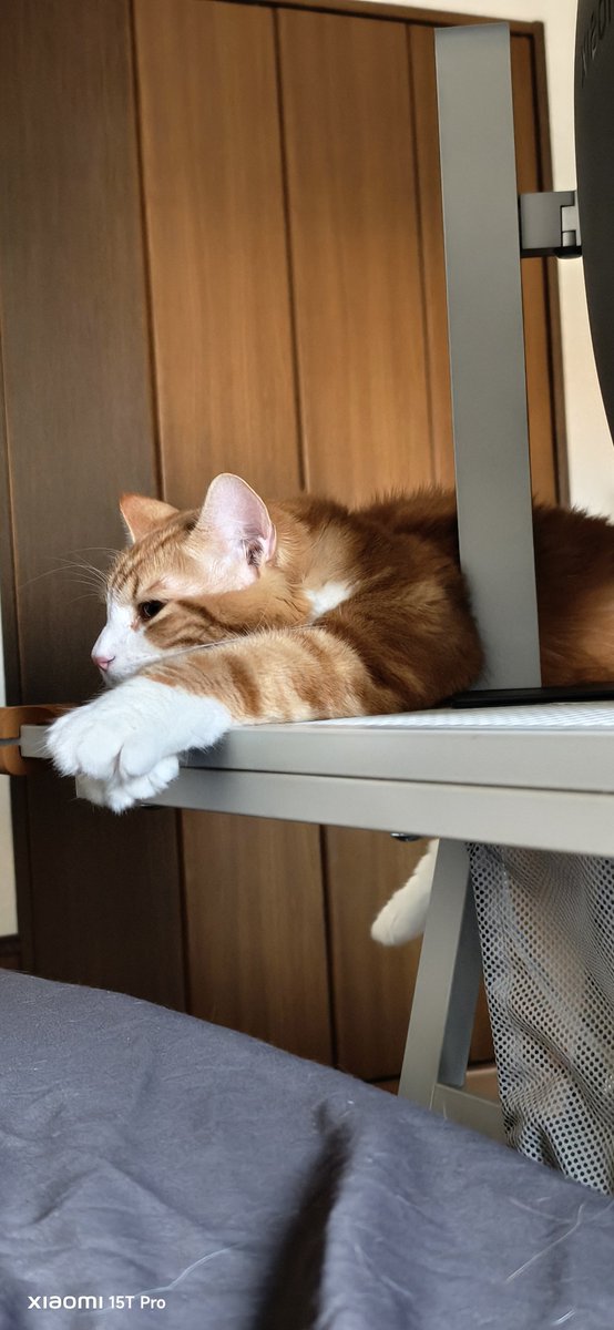 Ocean_MI_sub's tweet photo. 親しい人にしか
伝えてこなかった事

5月にお迎えした三男🐱の名前
ノコルと言います

ノルウェージャンだから、ノル
↓
あ、生後11ヶ月まで残ってた
しかも、血の繋がりはない三男

#VIVANT のニノが脳裏…
ノコルと名付けました

今日もノコルは元気❤
#ノルウェージャンフォレストキャット https://t.co/mpKPTBC4KF
