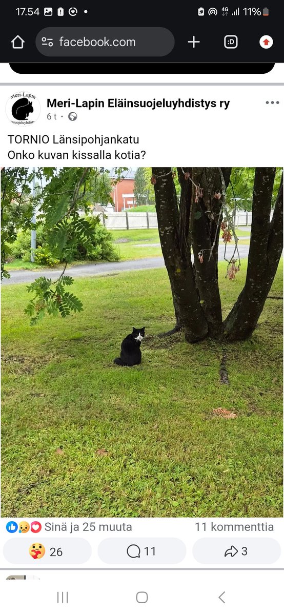 JP_Latti's tweet photo. - #Nurmo, #Seinäjoki : Kadonnut / karannut kissa
- #Turku : Löytynyt kissa
- #Tornio, #Pudas : Havaittu kissa https://t.co/3Zq8wsymnF