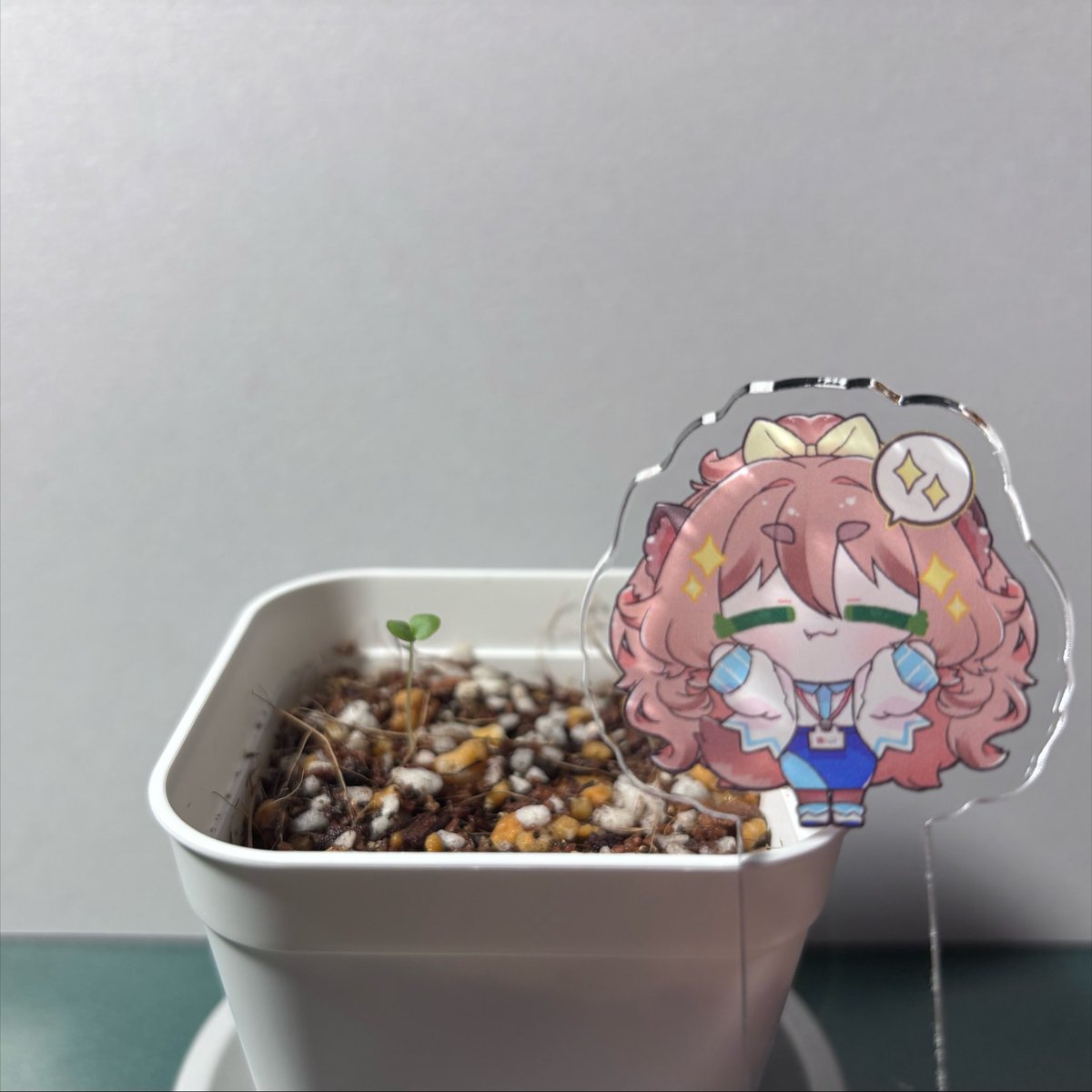 so_mendaijo_v's tweet photo. 一緒に届いたサンプル商品のアクリル棒で撮影してみました！
ユリ園の動画が小90で、
ふたばの写真は小70です！ https://t.co/7HsBZ9x9eR