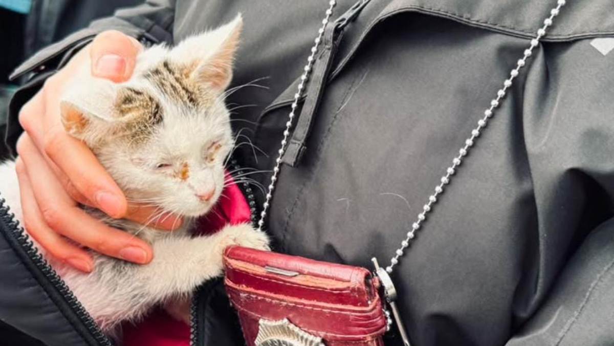 Cooperativa's tweet photo. Mujer fue detenida por tener en su casa a un perro y un gato desnutridos https://t.co/5GlFgB5N2h https://t.co/Nh0ArHw2um