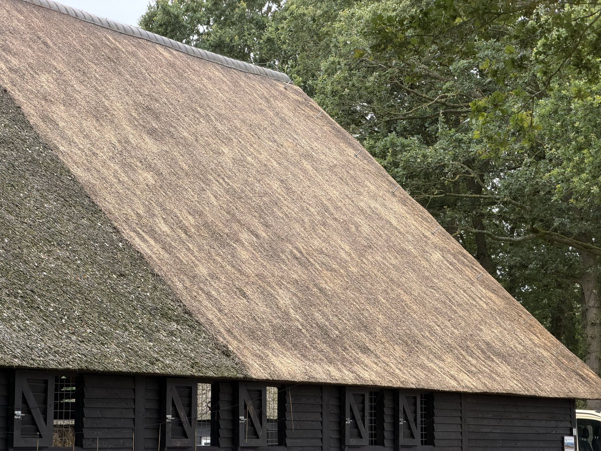 zaepnaerg's tweet photo. Terwijl de #schaapskuddeBallooërveld nog een aantal dagen op de noordoostkant aan het werk is; wordt de #schaapskooi na het uitmesten klaargemaakt om de kudde straks weer te ontvangen. Intussen wordt ook het rieten dak weer netjes gemaakt.
#ballookudde #schapenbegrazing https://t.co/HN39wUirwU