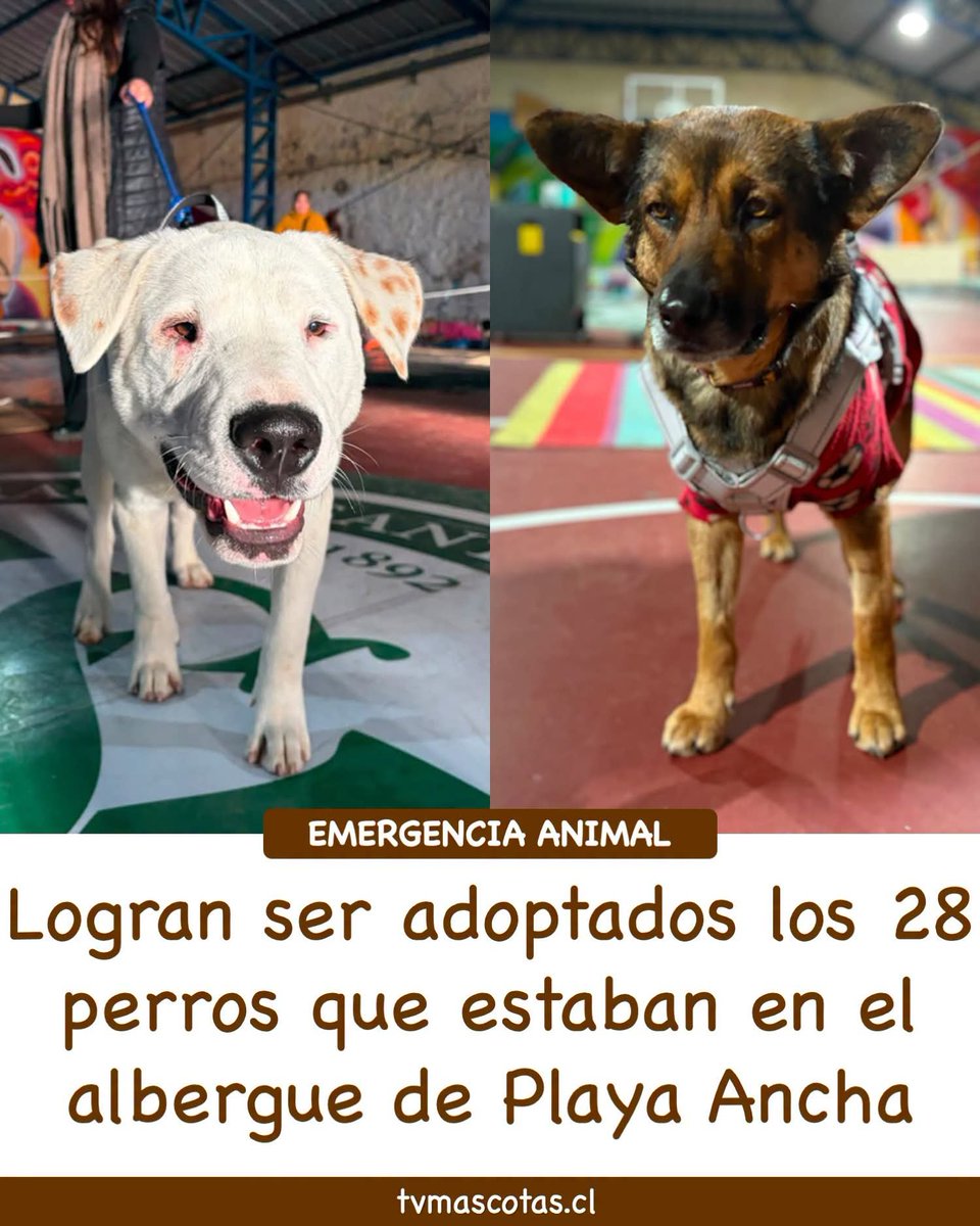 todopormiperro's tweet photo. Me encanta volver a compartir esta noticia 🥰🙏🏻 https://t.co/Tk9WeFMDR8