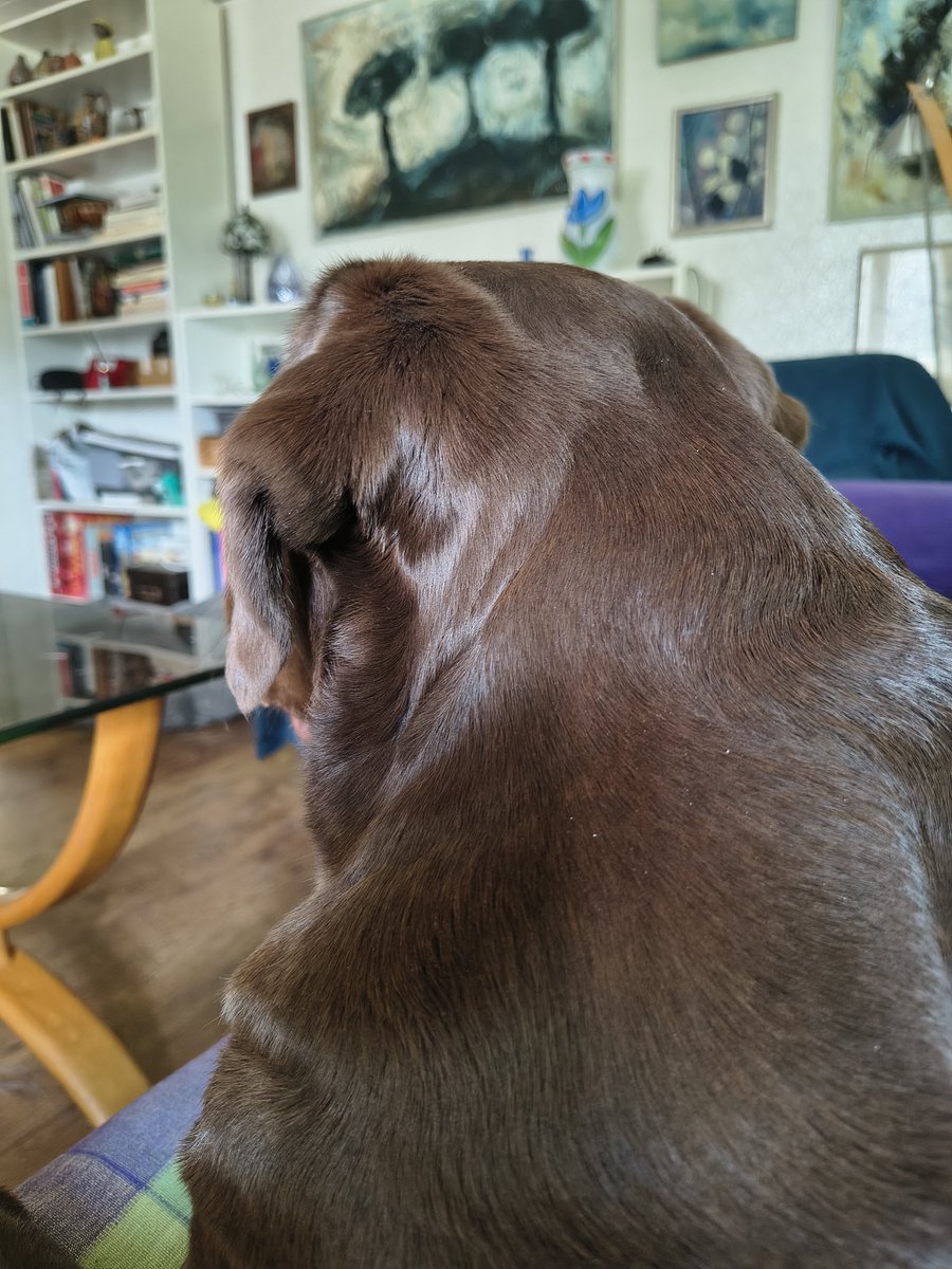 HansClaesson's tweet photo. Who's there‽
Asking on behalf of a chocolate lab. 🥰🐾 https://t.co/rewc0fydCu
