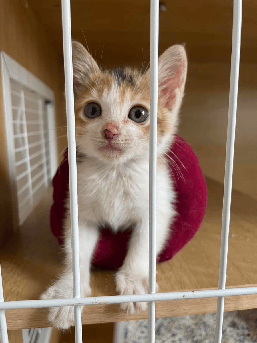 HornbyNico29431's tweet photo. My tiny furball is already 3 months old! Watching her turn from a wobbly snuggle bug into a mischievous zoom master is the best kind of magic ， https://t.co/TrH51hvLRc