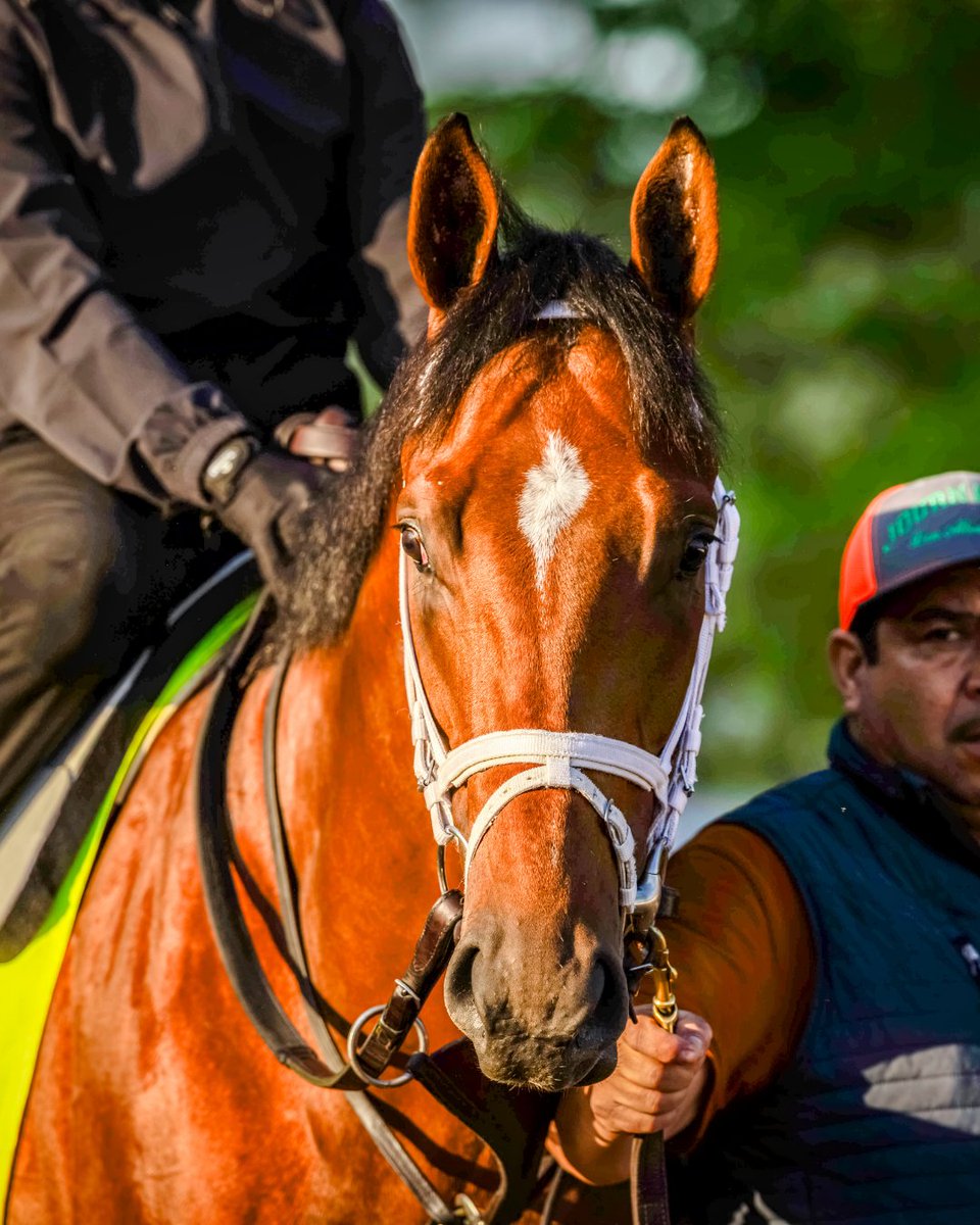 KentuckyDerby's tweet photo. Multiple graded stakes winner and 2025 Kentucky Derby runner-up Journalism has officially retired.

Wishing him a long, healthy, and well-earned retirement ❤️ https://t.co/R9hoqkFNHx