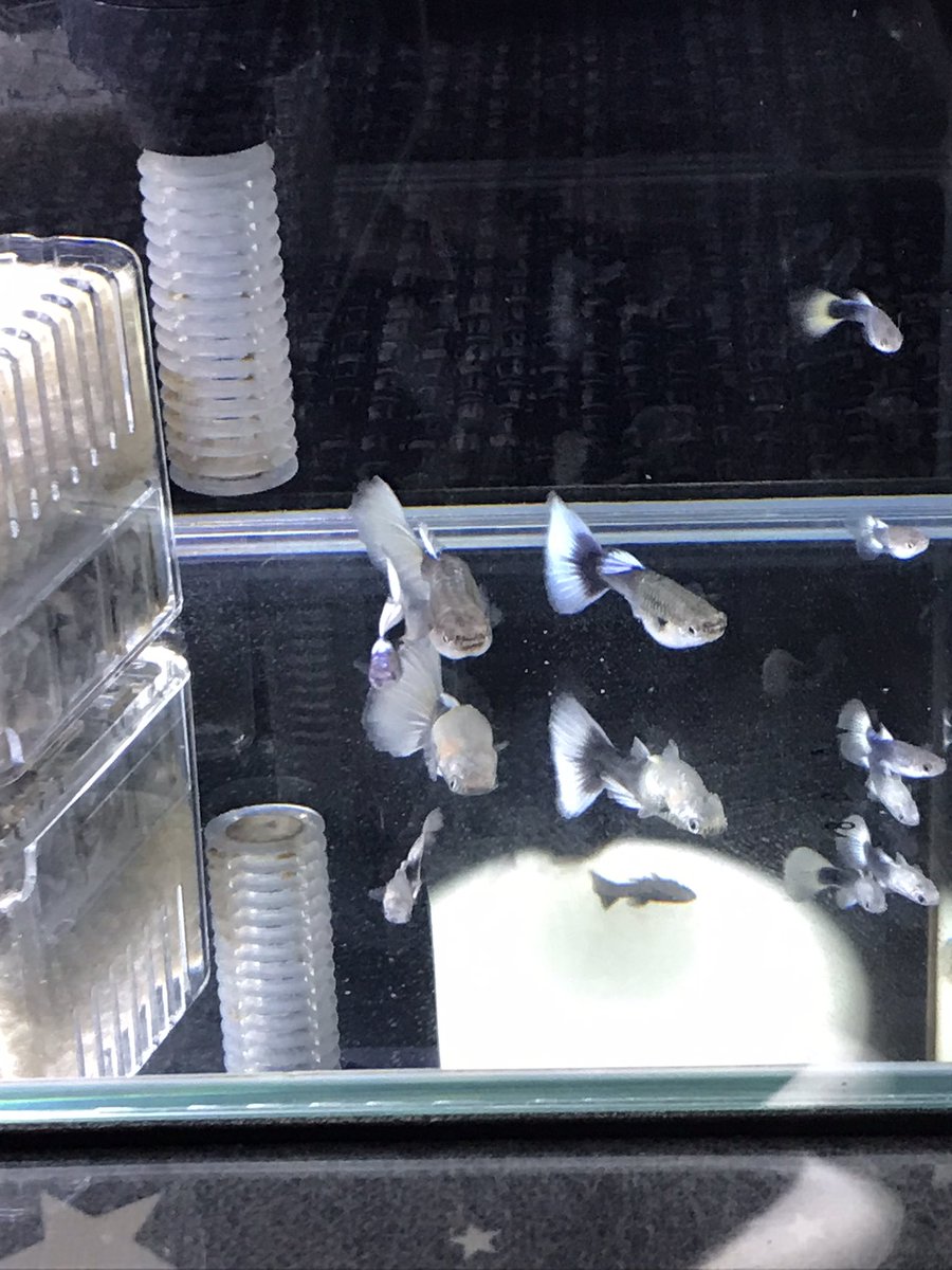 PumasportsS's tweet photo. 前回生まれた稚魚
順調にスクスク育ち中です。嬉グッピー🐟
#グッピー 
#ドイツイエロー 
#プラチナタキシード 
感性でオリジナル命名♪ https://t.co/9FyzmmzPlu