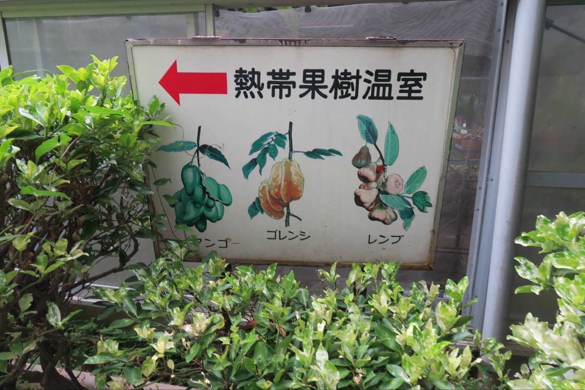 weiss_zoo's tweet photo. ナイルティラピアの水瓶から近い熱帯果樹温室でも「この実は食べられるのか」をひたすら紹介していて、餓えの記憶も生々しい戦後まもない時期にオープンしたこの園が「食える」ことにとても力を入れていることを実感しました。
(2026/06/14撮影)
#熱川バナナワニ園 https://t.co/xwV6YbfdVM