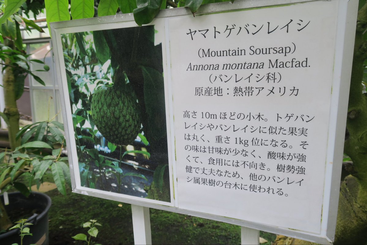 weiss_zoo's tweet photo. ナイルティラピアの水瓶から近い熱帯果樹温室でも「この実は食べられるのか」をひたすら紹介していて、餓えの記憶も生々しい戦後まもない時期にオープンしたこの園が「食える」ことにとても力を入れていることを実感しました。
(2026/06/14撮影)
#熱川バナナワニ園 https://t.co/xwV6YbfdVM