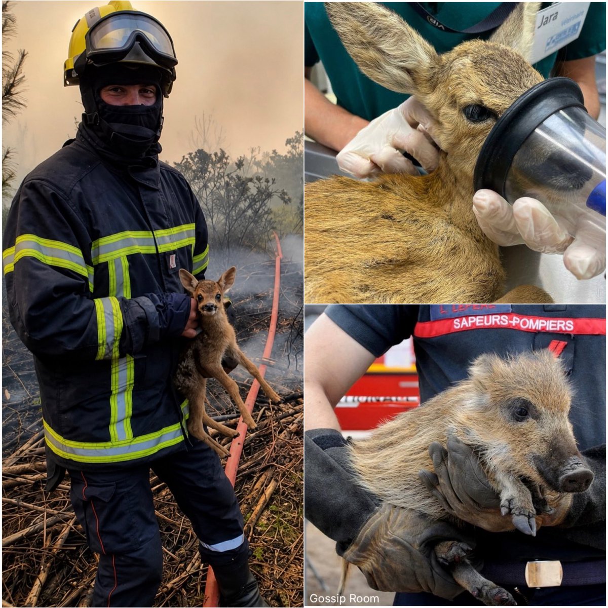 GossipRoomOff's tweet photo. 🚨 Les plus belles images des animaux sauvés des flammes !

Merci aux nombreux pompiers, ces héros qui les protègent. 👏❤️‍🩹 https://t.co/Zh3OMHucxq