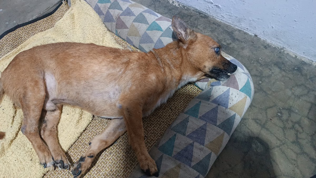 aresvilo2528207's tweet photo. Que ha pasado que no pasa nada con la muerte de un Chihuahua se acento la denuncia en ventanilla universal municipio el 06/Julio/26
@Proanimal_gye tampoco se ha pronunciado, hasta cdo predomina la injusticia para con los animalitos.
@taticoronelf @DefensoresAn @gatubelover https://t.co/YNkqHZaCSZ