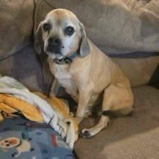 TriBeagles's tweet photo. Adoptable dog of the day-Vedder! https://t.co/rZegnJbk7A https://t.co/X9aFNvfCnY