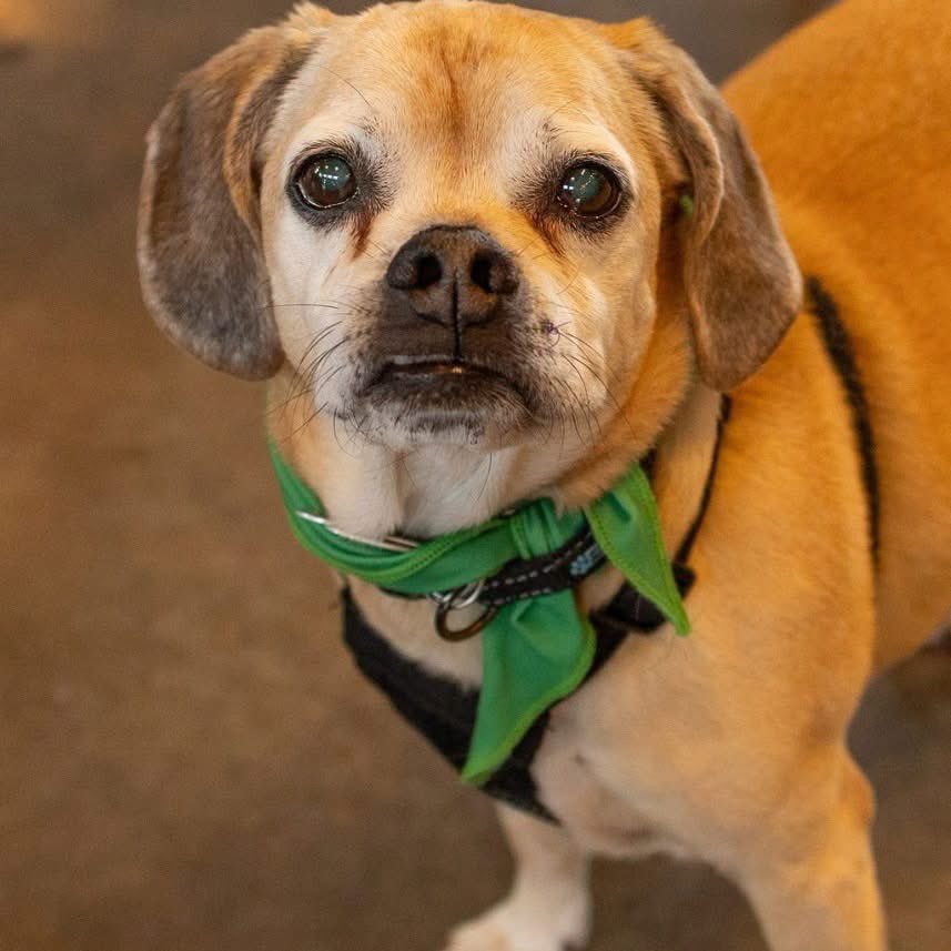 TriBeagles's tweet photo. Adoptable dog of the day-Vedder! https://t.co/rZegnJbk7A https://t.co/X9aFNvfCnY