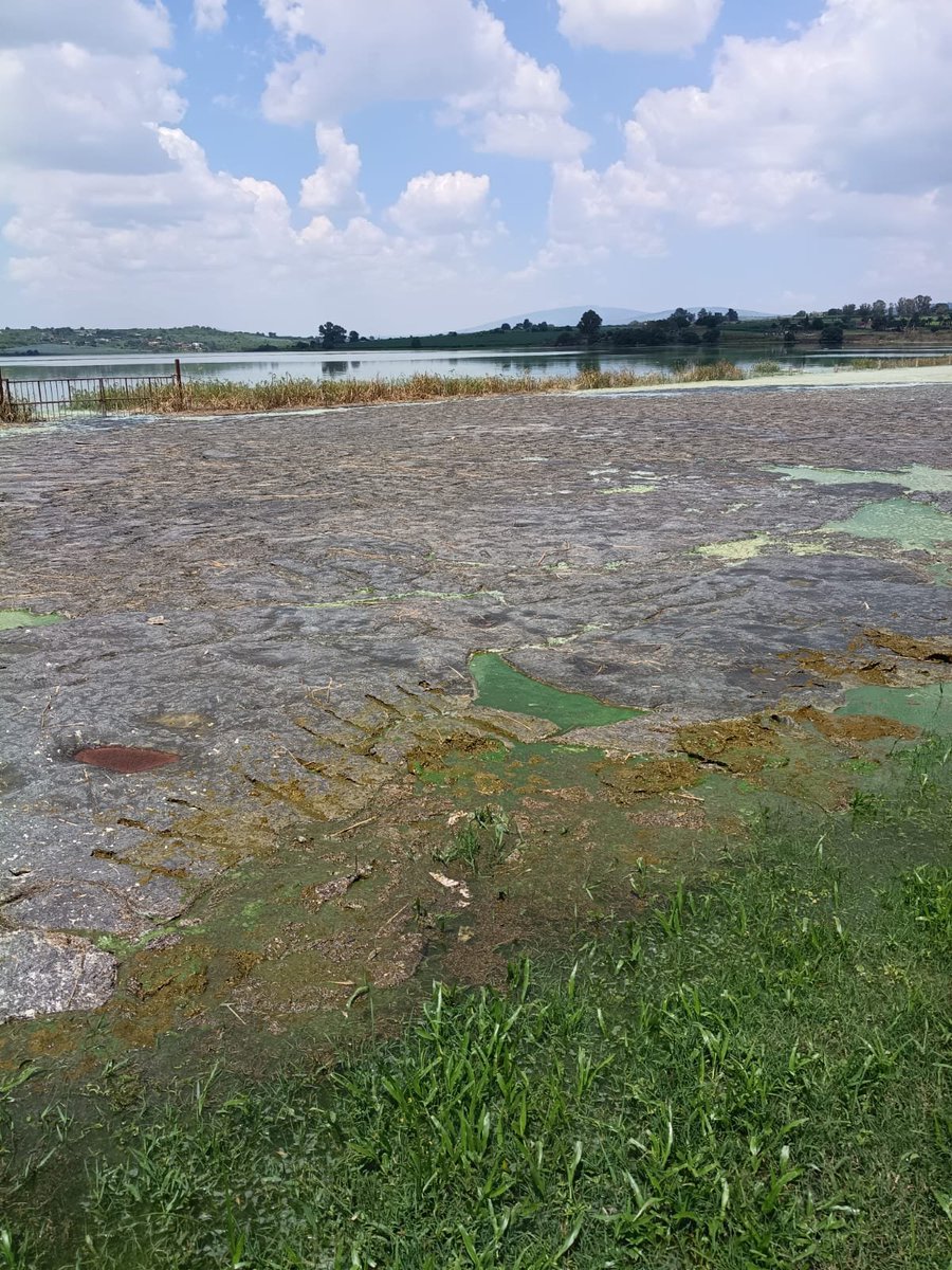 aletsfigue's tweet photo. @conagua_mx @siapagdl   Ya vieron la calidad del agua en la presa la esa agua va para #GDL urge que se haga algo.   Y los responsables los paren @GobiernoJalisco @PabloLemusN https://t.co/JV64Pji3uJ