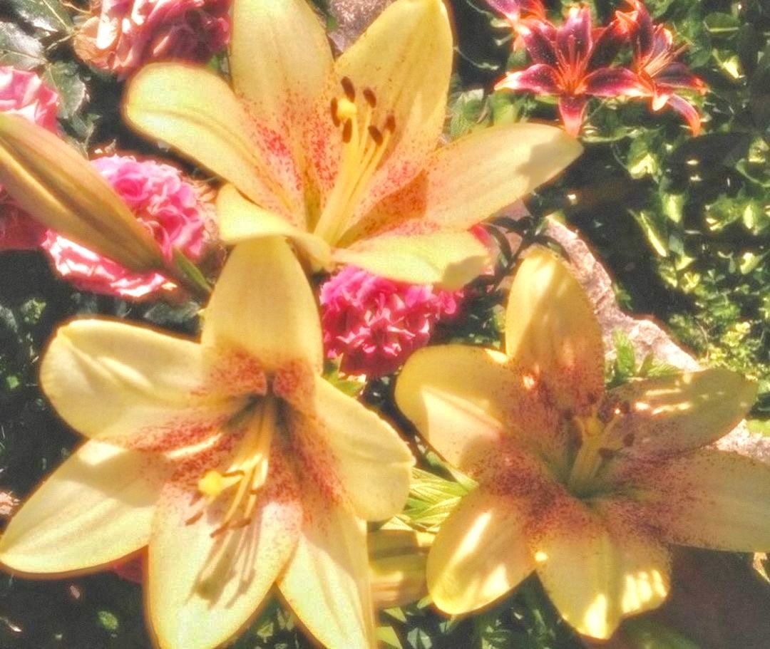ourkive97's tweet photo. how pinterest sees me
lyrics
characters  
singers 
flowers https://t.co/Ip4V0jJRxQ