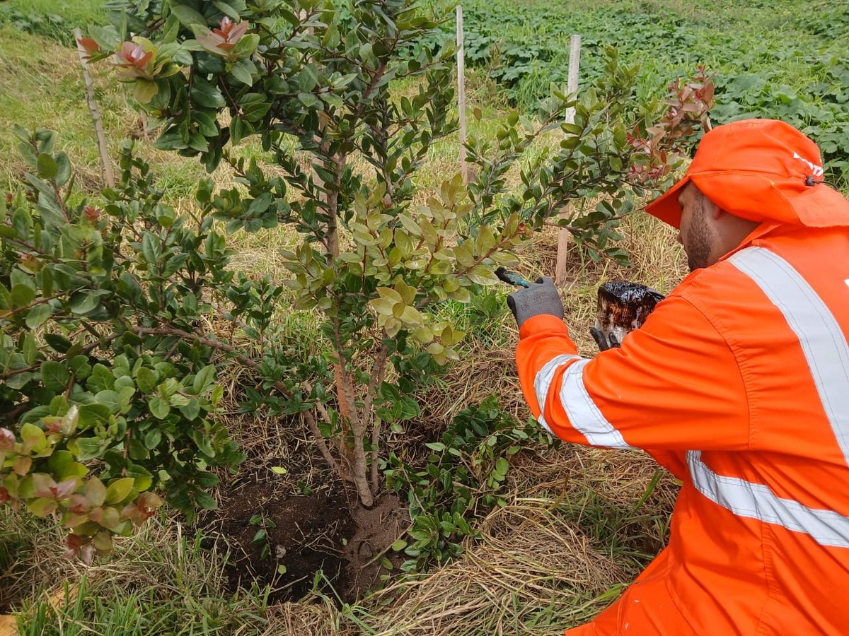 AguasBogota's tweet photo. Restaurar un ecosistema es pensar en el futuro 🌱

En articulación con la @ALCBolivar y @AguasBogota, adelantamos acciones de restauración ecológica en la Quebrada Limas y Altos de la Estancia, dos áreas clave para la recuperación ambiental de la localidad.

Allí establecimos 564 árboles y realizamos 8 ciclos de mantenimiento en 3 hectáreas, fortaleciendo la cobertura vegetal y la conservación del territorio 🌳

@Bogota @CarlosFGalan