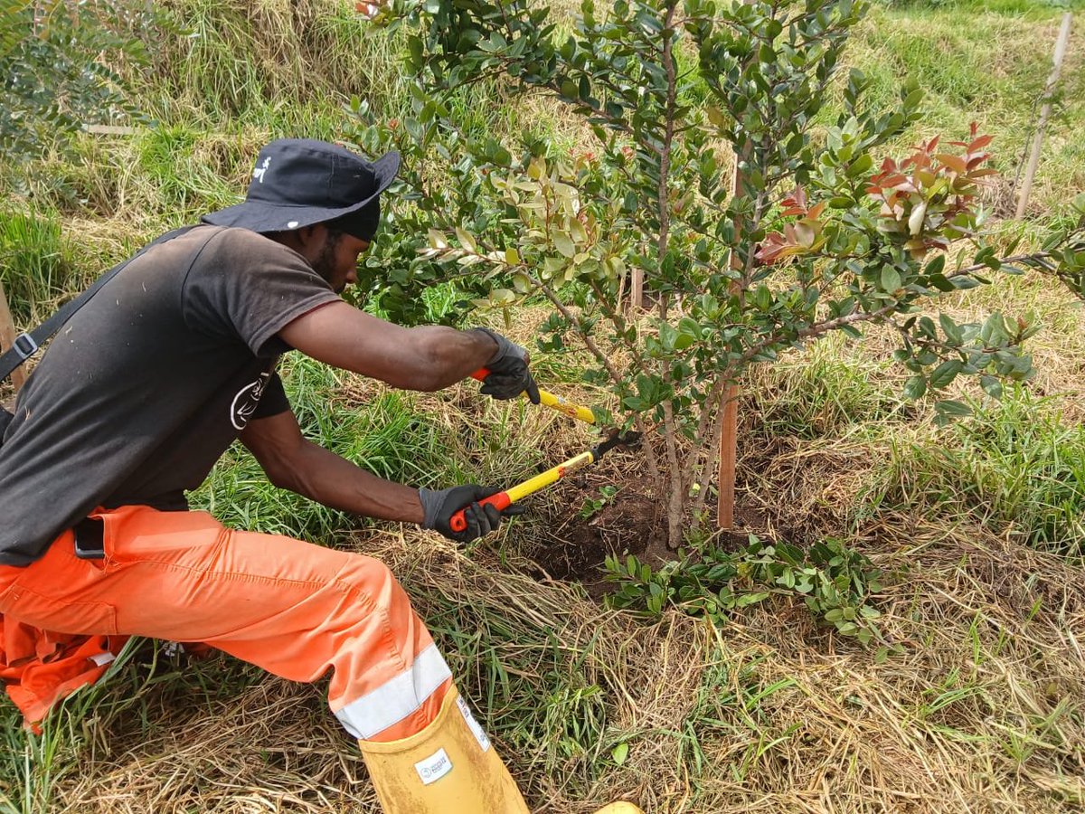 AguasBogota's tweet photo. Restaurar un ecosistema es pensar en el futuro 🌱

En articulación con la @ALCBolivar y @AguasBogota, adelantamos acciones de restauración ecológica en la Quebrada Limas y Altos de la Estancia, dos áreas clave para la recuperación ambiental de la localidad.

Allí establecimos 564 árboles y realizamos 8 ciclos de mantenimiento en 3 hectáreas, fortaleciendo la cobertura vegetal y la conservación del territorio 🌳

@Bogota @CarlosFGalan
