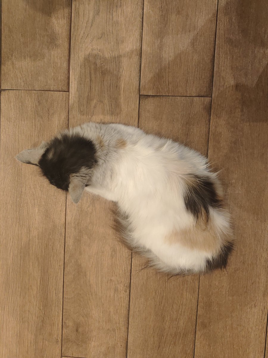 Mireluma's tweet photo. https://t.co/vCWivgvVYU