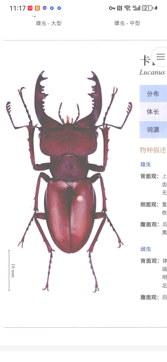 PIL114514's tweet photo. @5AuTwuwVZB0alo7 比起Lucanus fortunei更像Lucanus klapperichi(左图) https://t.co/6E8DBesR4u
