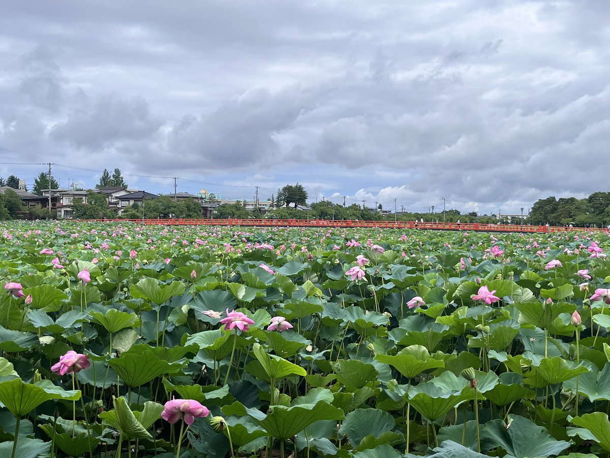 kyonta_ro118's tweet photo. 高田城跡
急遽立ち寄ることができました！
蓮の花が綺麗でした🪷 https://t.co/aiN9pTjEdq