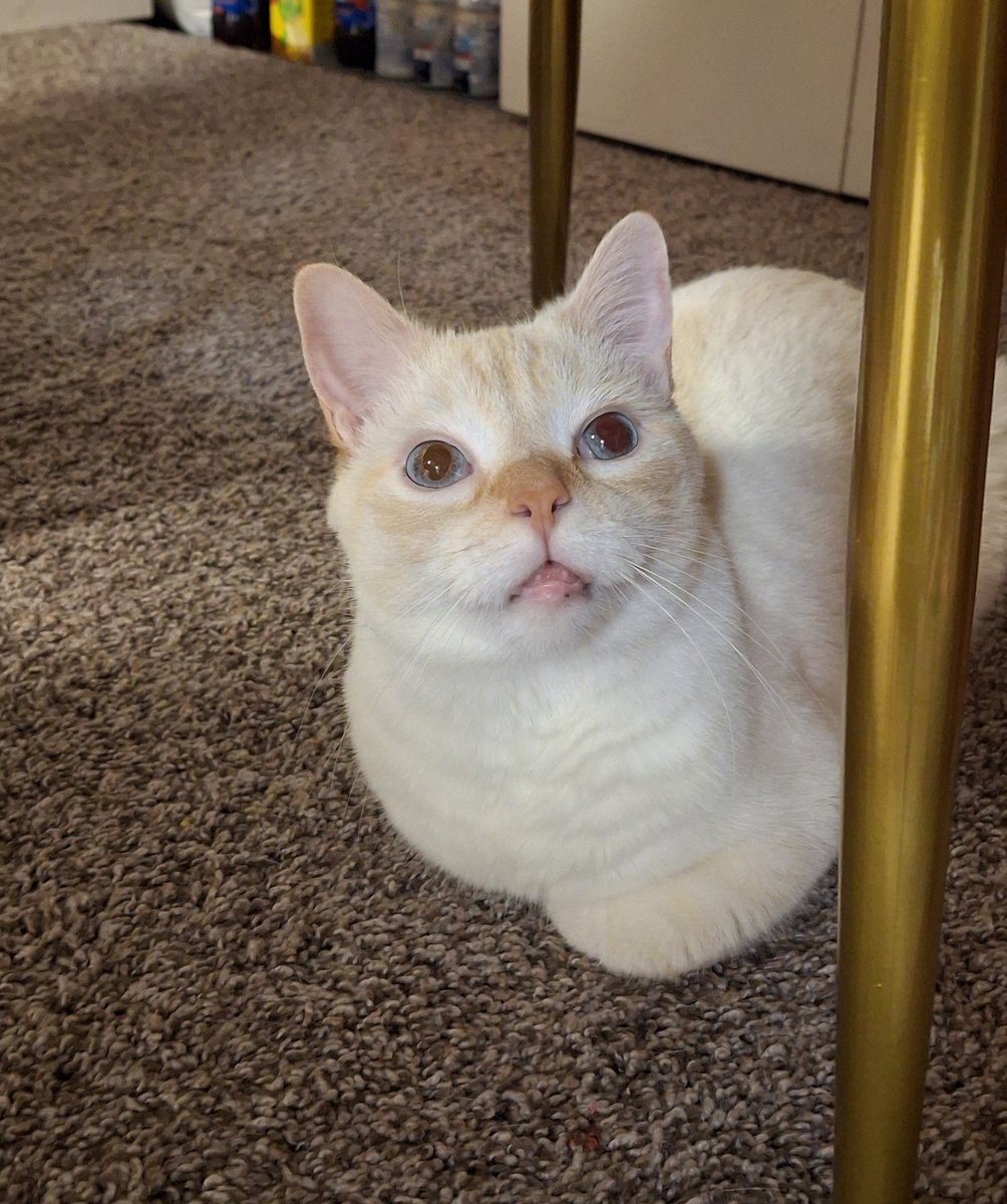 babydogfanclub's tweet photo. happy baby dog monday!! he is guarding everyone's smiles from under the chair today! https://t.co/AZl8wfxCrN
