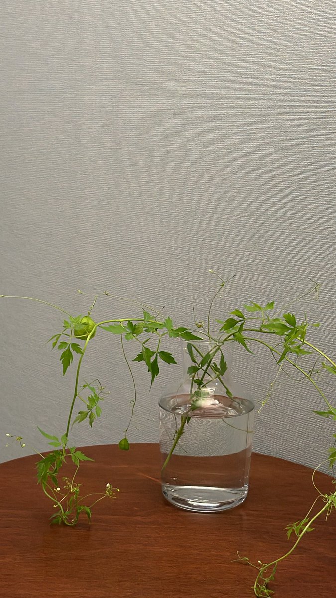 nnnje's tweet photo. 꽃집에서 풍선초를 조금 주셔서 집에 데려왔다. 작은 풀이 마음을 내내 씻겨 준다. https://t.co/9DYXpN4qri