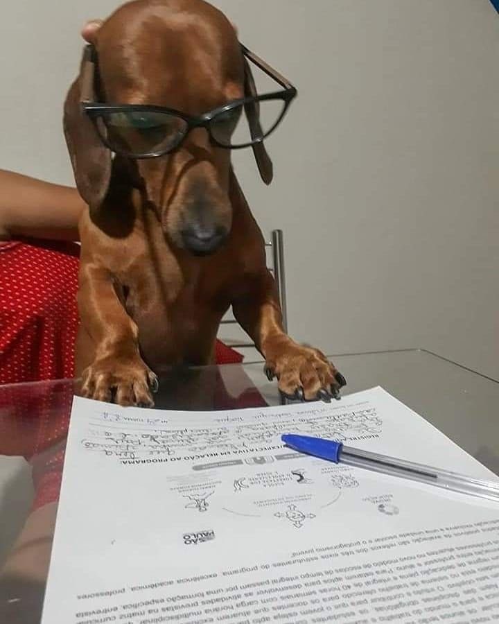 Dog tweet media
