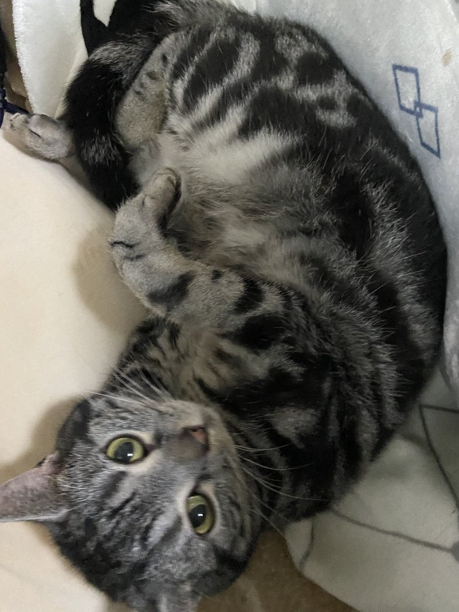Yoineko_rami's tweet photo. HappyBirthday！！
カラン9歳になりましたー！
もうシニア猫！
でも毎日元気に走り回ってます三⊂(  ･ω･ )⊃
これからもずっと健康でいてくれますように✨️ https://t.co/eC8c25xAAQ