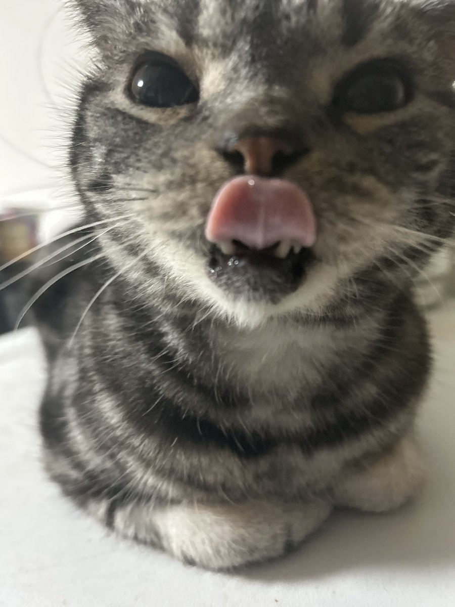 Yoineko_rami's tweet photo. HappyBirthday！！
カラン9歳になりましたー！
もうシニア猫！
でも毎日元気に走り回ってます三⊂(  ･ω･ )⊃
これからもずっと健康でいてくれますように✨️ https://t.co/eC8c25xAAQ
