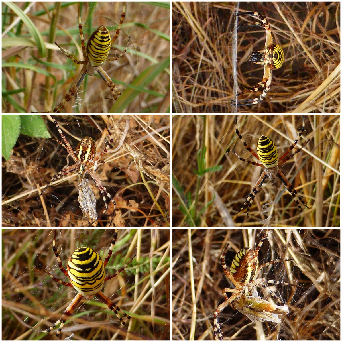 Punkrocksal's tweet photo. I found lots of Argiope bruennichi, aka wasp spiders on the edge of Biggleswade this morn, inc a few males. I was just lucky to see a female wrap a grasshopper up in silk too. @wildlifebcn @BritishSpiders #nature #arachnids #wildlife 🕷️🧡 https://t.co/TYKgXLQ1a4