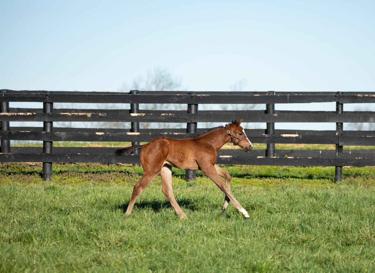 TaylorMadeSales's tweet photo. #WeekendWinner: #TMBORNANDRAISED MAIDA fought hard down the stretch to win the G2 Honorable Miss S., giving her a back-to-back win! A big congratulations to all of her connections! #TaylorMadeSales 🏇🏆 @TheNYRA

O &amp; B: G. Harry Papaleo https://t.co/CqPHNDfgdf