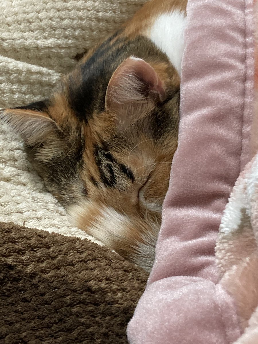 nekomelon22tori's tweet photo. ﾆﾝｹﾞﾝがﾈｺﾁｬﾝを見ているとき、ﾈｺﾁｬﾝは大体お昼寝しているのだ https://t.co/Vr8fg2GO6a