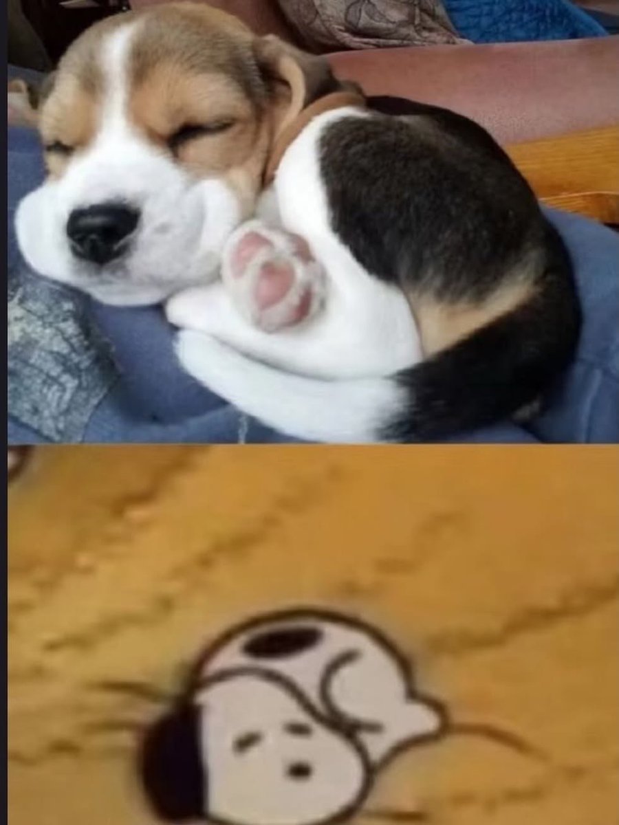 Dog tweet media
