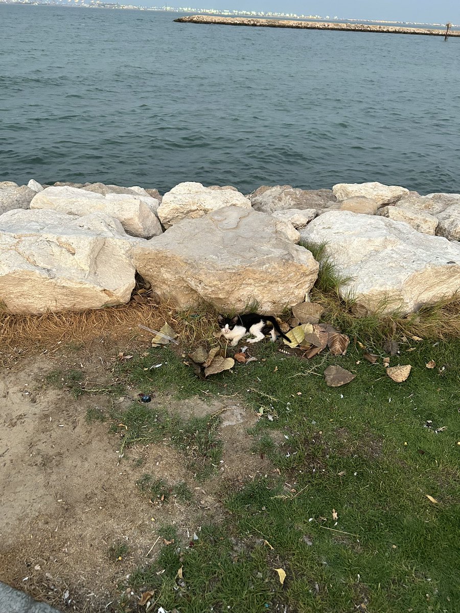 Mosaicnomad's tweet photo. رغم الكنسله بتويتر، بسبوسات الكورنيش يستمتعون بالاجواء الربيعية على البحر https://t.co/LxuiVvL7LR