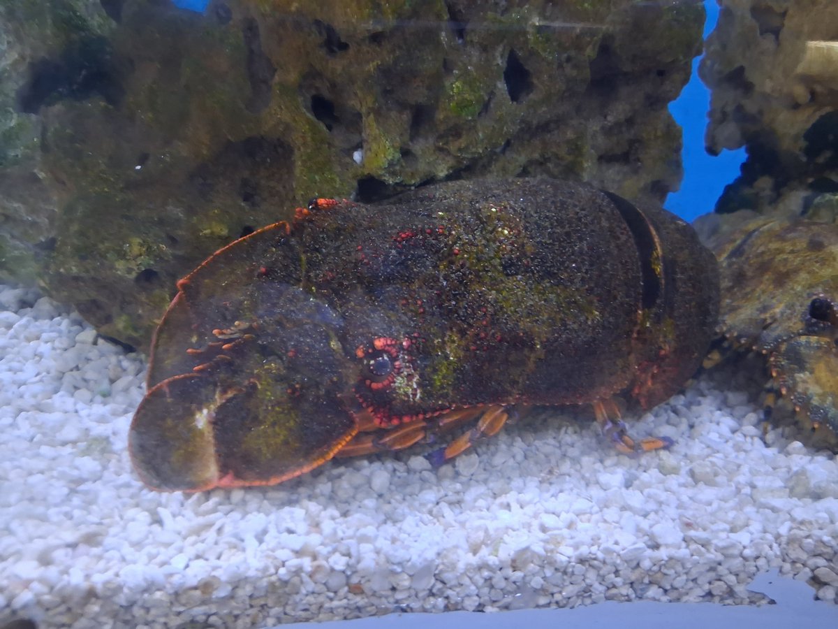 smegcola's tweet photo. Hi they have slipper lobsters at the aquarium. This is literally matt ok fo you guys see it? Im right this is matt ok matt lobsters #eddsworld https://t.co/Ii9Gw0rRrV