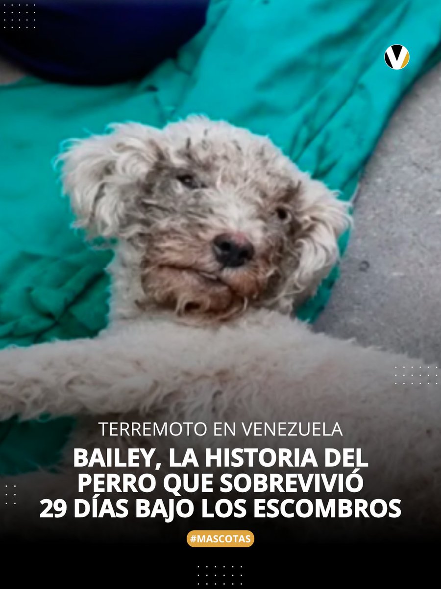 revistavistazo's tweet photo. 🐶❤️‍🩹 El can soportó un mes sin agua ni comida, además de las altas temperaturas registradas bajo las ruinas de un edificio de 14 pisos en Catia la Mar, Venezuela, junto al cuerpo de su tutora. Más detalles 👉🏻 https://t.co/DMUpIT1yyX| https://t.co/r34uuzWGGr