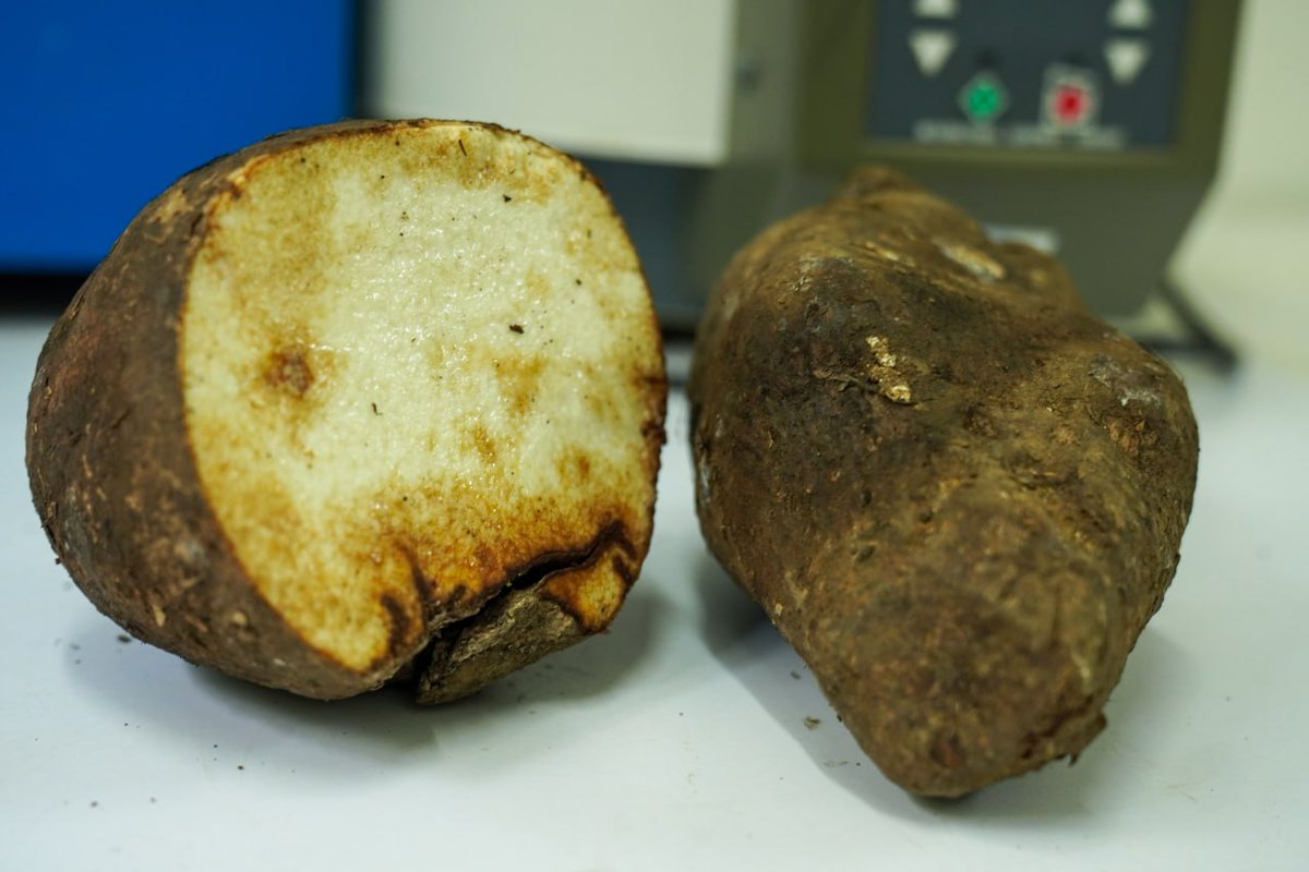 fonacit_ve's tweet photo. #EnVideo || El @IVIC_OficialVE lidera una investigación innovadora para la extracción de mucílagos del ñame, un proyecto financiado por el #Fonacit con amplias aplicaciones en la industria alimentaria y farmacéutica.🧪🧑🏻🔬
📹https://t.co/tKUWfaOPNz https://t.co/QwnA8xXSQ3